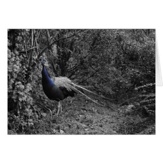 Tarjetas italianas, Trento