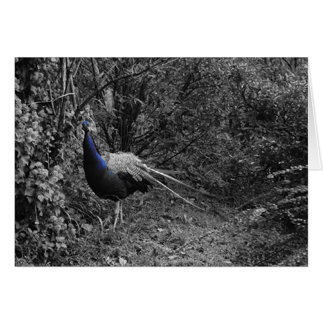 Tarjetas italianas, Trento (Anverso (Horizontal))