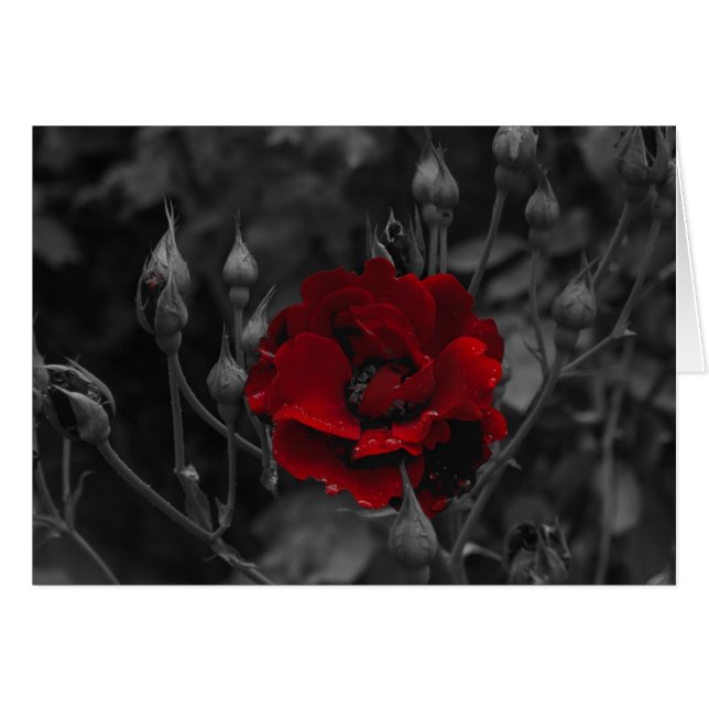 Tarjetas italianas, Trento (Anverso (Horizontal))