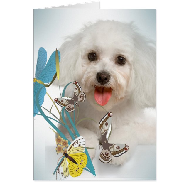 Tarjetas maltesas de la libélula y de la mariposa (Frente)