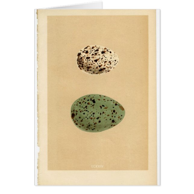 Tarjetas manchadas vintage del huevo (Frente)