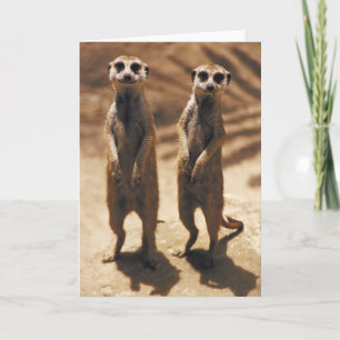 Tarjetas Meerkat