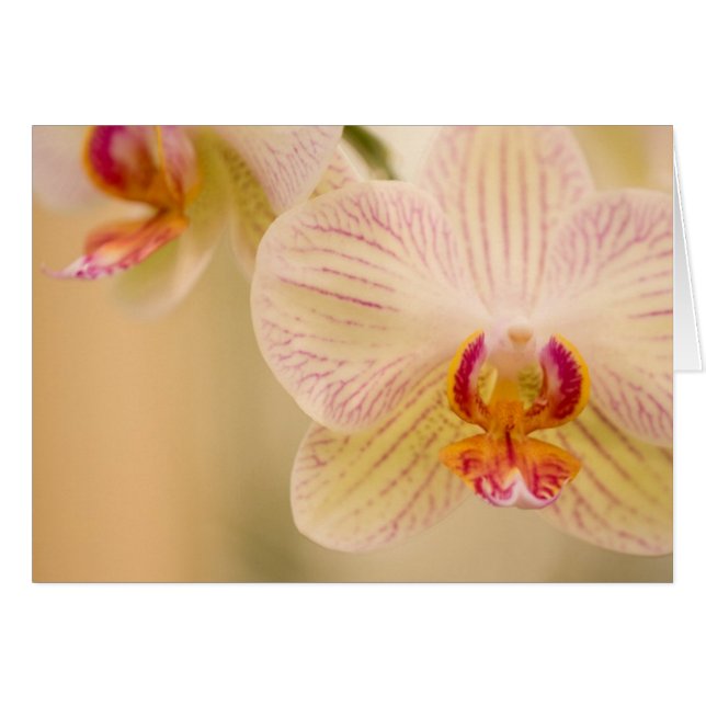 Tarjetas Orquídeas Blancas (Anverso (Horizontal))