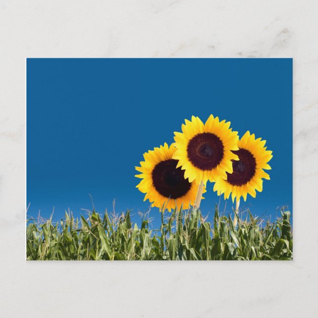 Tarjetas Post de Verano (Anverso)