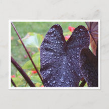 Tarjetas Postales Botánicas de Gotitas de Agua en 