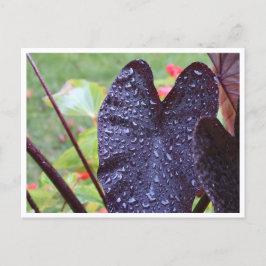 Tarjetas Postales Botánicas de Gotitas de Agua en 