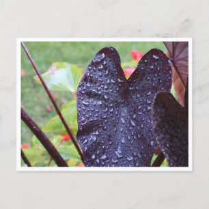 Tarjetas Postales Botánicas de Gotitas de Agua en