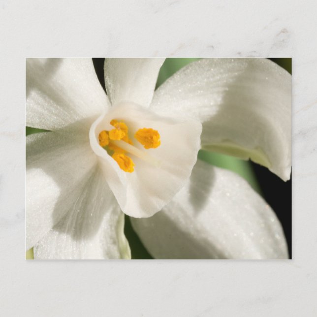 Tarjetas Postales de Ahorro en Negro y Blanco para (Anverso)