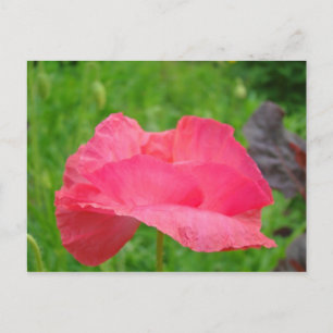 Tarjetas postales de amapola rosa Pradera verde