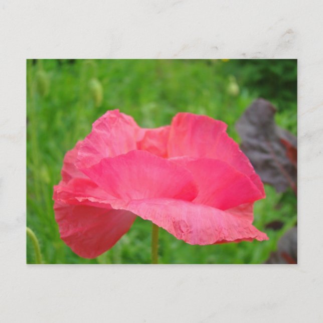 Tarjetas postales de amapola rosa Pradera verde (Anverso)