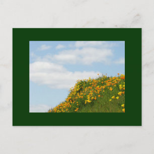 Tarjetas postales de amapolas de prado verde cielo