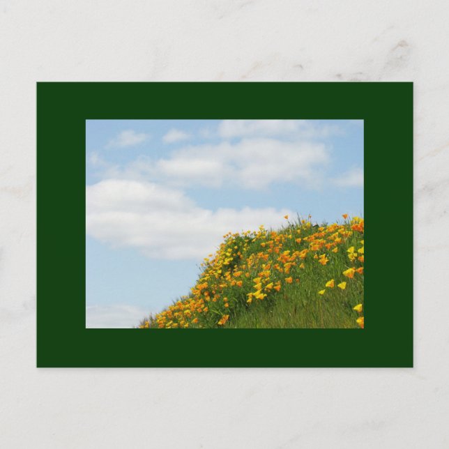 Tarjetas postales de amapolas de prado verde cielo (Anverso)