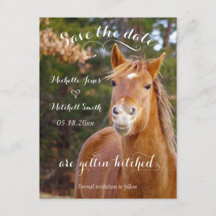 Tarjetas Postales de Anuncio de Boda de Caballo So