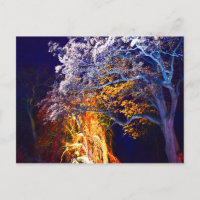 Tarjetas Postales de Árboles con Luces Misteriosas