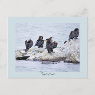 Tarjetas Postales de Aves Cormoranes Rhode Island