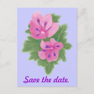Tarjetas Postales de Aviso de Pink Purple Geranium