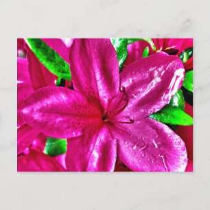 Tarjetas Postales de Azalea Floral Rosa Preciosas