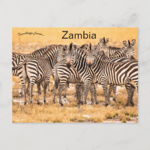 Tarjetas Postales de Cebras en Zambia