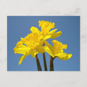 tarjetas postales de Cielo Azul Flor Amarilla Narc