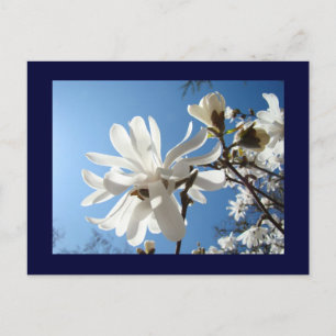 Tarjetas postales de cielo azul Flores de magnolia