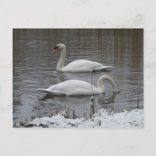 Tarjetas Postales de Cisnes Lindos en Invierno