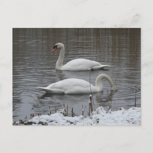 Tarjetas Postales de Cisnes Lindos en Invierno (Anverso)
