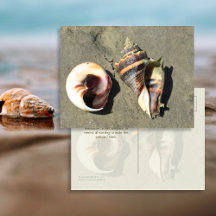 Tarjetas postales de conchas de caracol corona en 