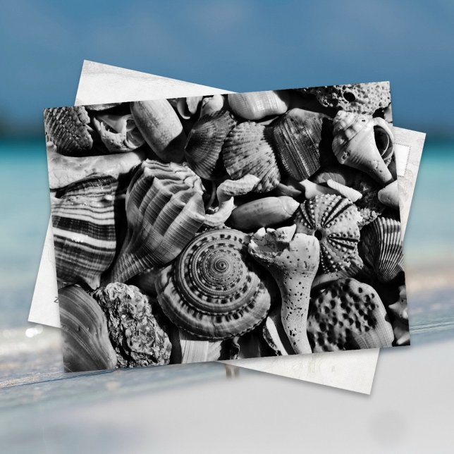 Tarjetas Postales de Conchas de Playa en Blanco y  (Subido por el creador)
