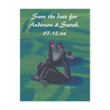 Tarjetas Postales de Dos Cisnes Negros Nadando Gua