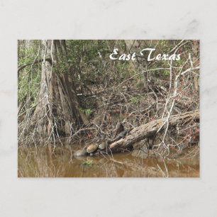 Tarjetas Postales de Fauna Silvestre Tortugas Caim