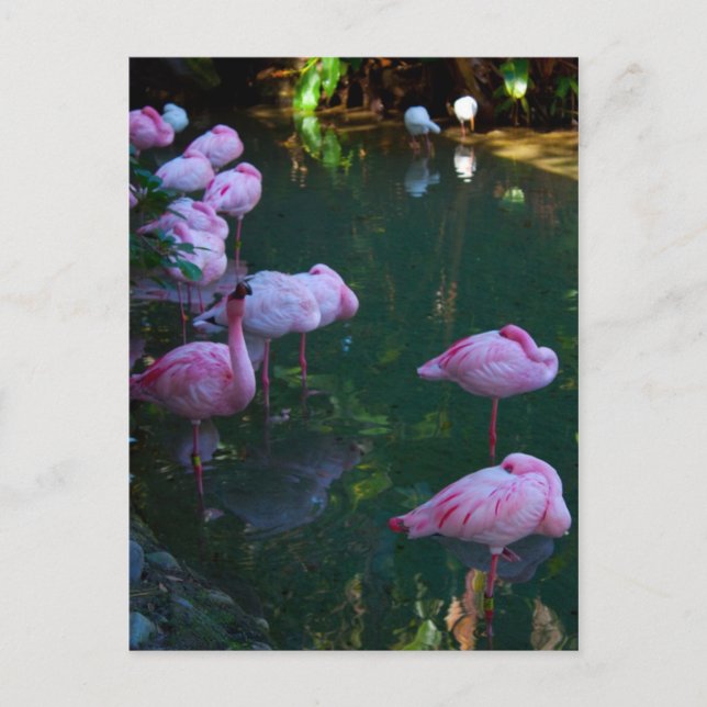 Tarjetas Postales de Flamencos Rosas (Anverso)