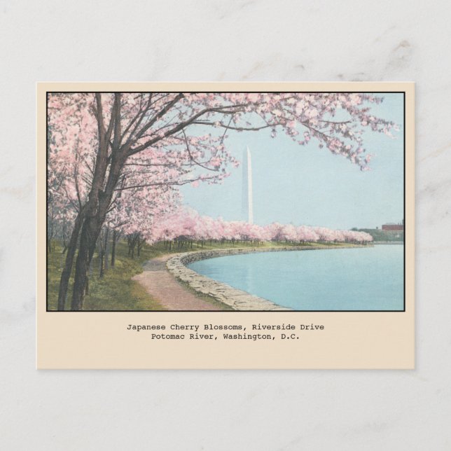 Tarjetas Postales de Flor de Cerezo Japonesa Washi (Anverso)