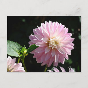 Tarjetas postales de flor de dalia rosa Flora de v