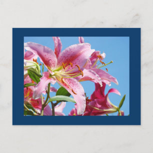 Tarjetas postales de flor de lirio rosa cielo azul
