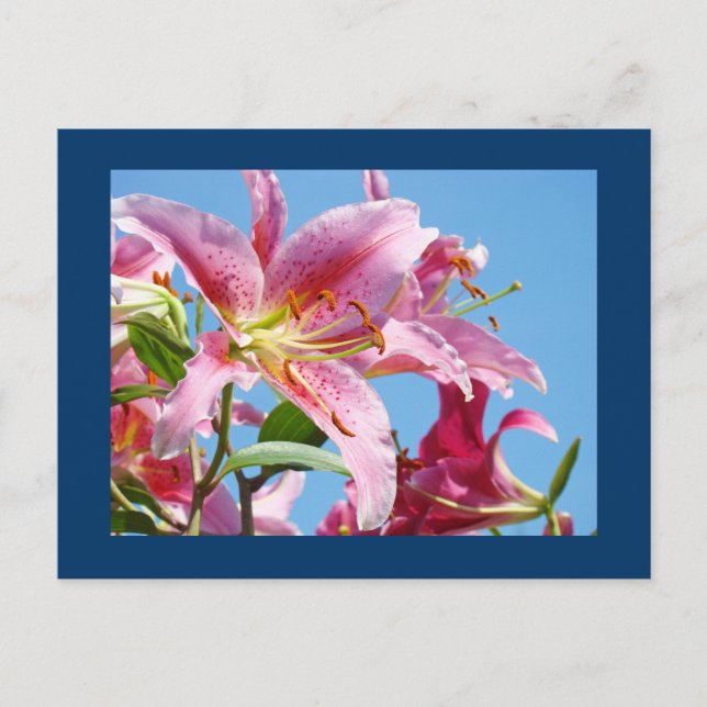 Tarjetas postales de flor de lirio rosa cielo azul (Anverso)