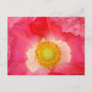 Tarjetas postales de flores de amapola Arte floral