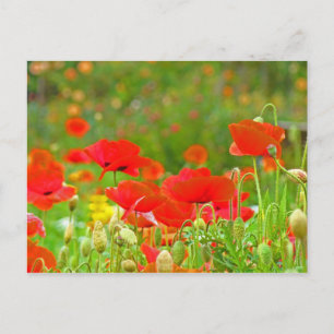 Tarjetas postales de flores de amapola roja Prader