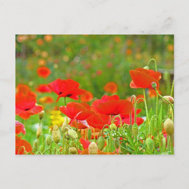 Tarjetas postales de flores de amapola roja Prader (Anverso)