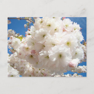 Tarjetas postales de flores de árbol blancas rosad