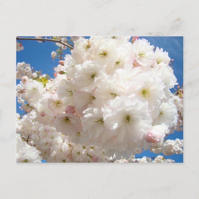 Tarjetas postales de flores de árbol blancas rosad (Anverso)