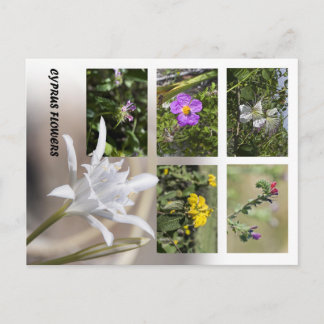 Tarjetas postales de flores de Chipre