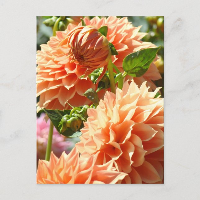 Tarjetas postales de flores de Dalia naranja Dalia (Anverso)