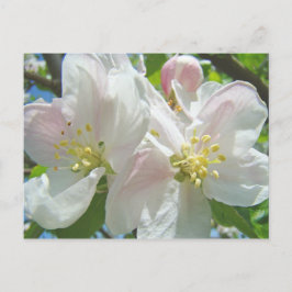 Tarjetas postales de flores de flor de manzano Flo