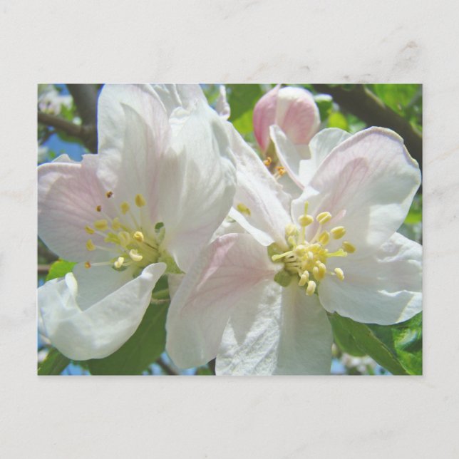 Tarjetas postales de flores de flor de manzano Flo (Anverso)