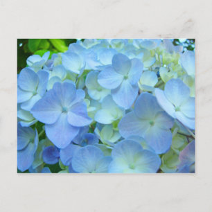 Tarjetas postales de flores de Hortensia Azul