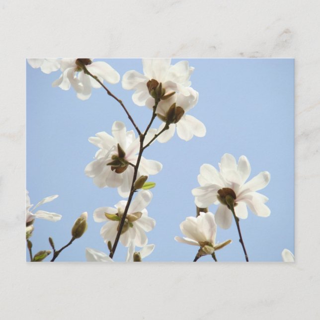 Tarjetas postales de flores de magnolia Árbol de m (Anverso)