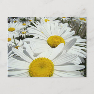 Tarjetas postales de flores de margarita Agrega tu