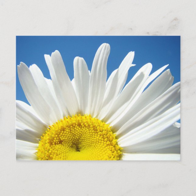 Tarjetas postales de flores de margarita personali (Anverso)