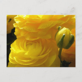 Tarjetas Postales de Flores de Ranunculus Amarillo