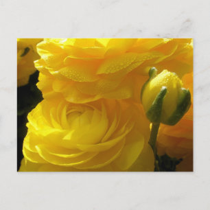 Tarjetas Postales de Flores de Ranunculus Amarillo